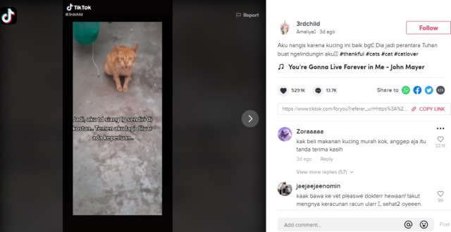 Kucing Oren Heroik, Selamatkan Wanita dari Serangan Ular saat Nyuci Piring (53641)