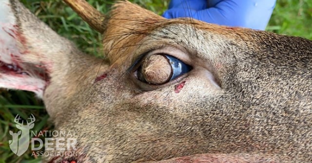 Mata rusa yang memiliki bulu. Foto: National Deer Association