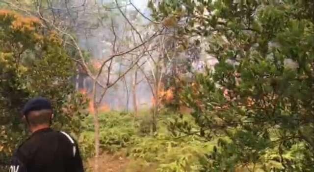 Kobaran api melahap kawasan hutan di dekat Bandara Hang Nadim, Batam. (Foto: Yude/batamnews)