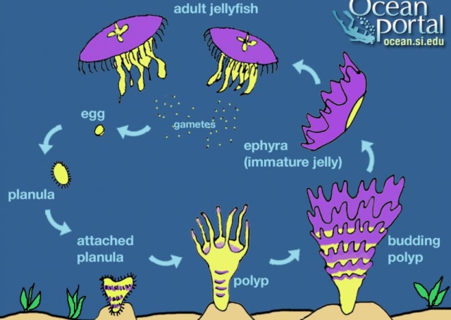 Dari seperti muda gambar disamping daur terbentuk pada medusa hidup hewan 4 Daur