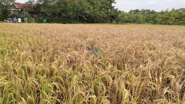Kondisi tanaman padi milik warga Desa Tengger, Kecamatan Ngasem, Kabupaten Bojonegoro, yang diserang hama wereng dan penggerek batang. (foto: dan/beritabojonegoro)