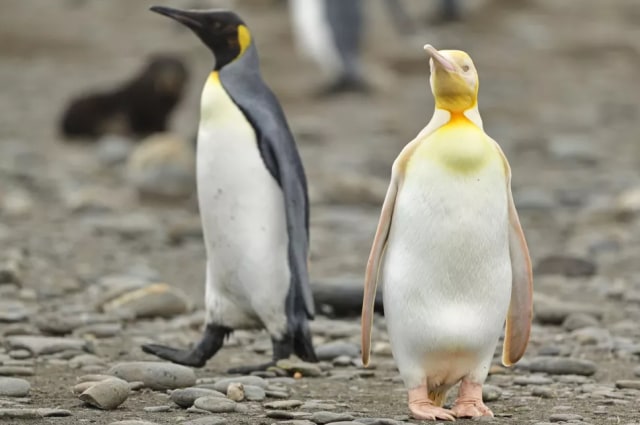 Penguin kuning sangat langka tertangkap kamera.  Foto: Instagram/Yves Adams