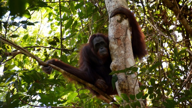 Nenuah, orangutan berusia 19 tahun, duduk di pohon setelah dilepasliarkan di Hutan Lindung Bukit Batikap di Kabupaten Murung Raya, Provinsi Kalimantan Tengah. Foto: BOSF/Handout via REUTERS