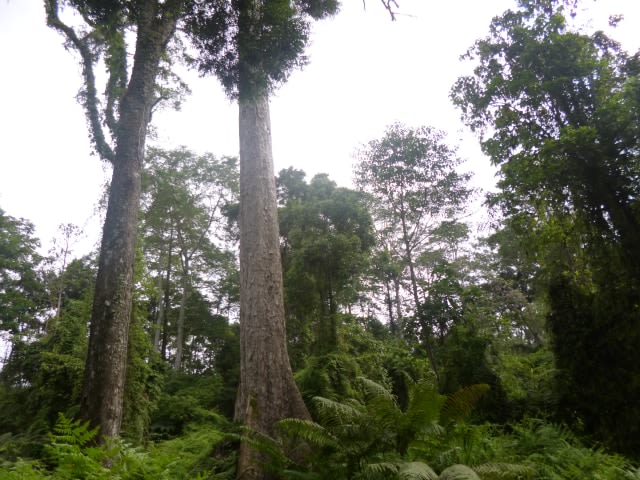 Inilah 3 Orang Eropa Pertama yang Menapaki Lereng Tambora hingga Puncak Kaldera (22019)