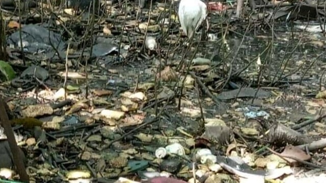 Puluhan Burung Kuntul di Hutan Mangrove Baros, Bantul, Mati Massal Tiba-tiba (176555)