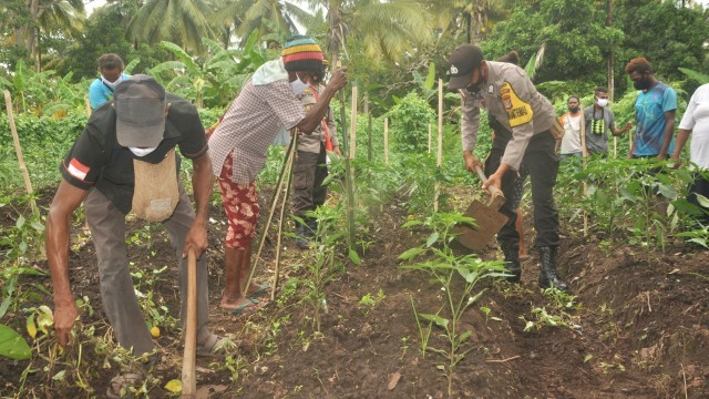 Warga berkebun pangan lokal di perbatasan Papu yang terletak di Merauke. (Dok Polda Papua)