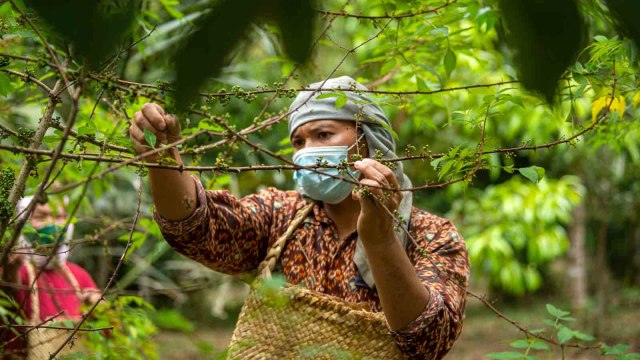 Petani memetik buah andaliman di kawasan perkebunan Desa Ps Lumban Julu, Kabupaten Toba Samosir, Sumatera Utara. Foto: Nova Wahyudi/ANTARA FOTO