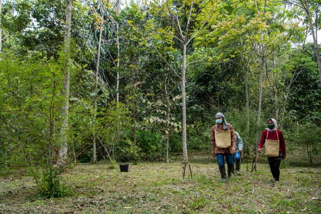 Foto: Rempah-rempah Eksotis dari Tanah Batak (50218)