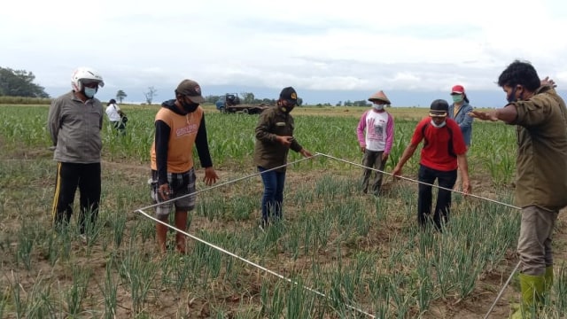 Petani di Poso Berhasil Kembangkan Bawang Merah Varietas Lokananta (52969)
