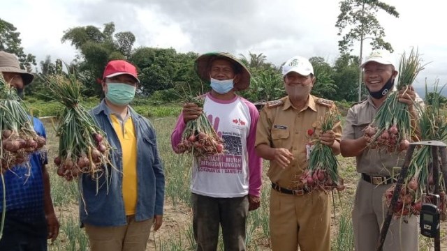 Petani di Poso Berhasil Kembangkan Bawang Merah Varietas Lokananta (52968)