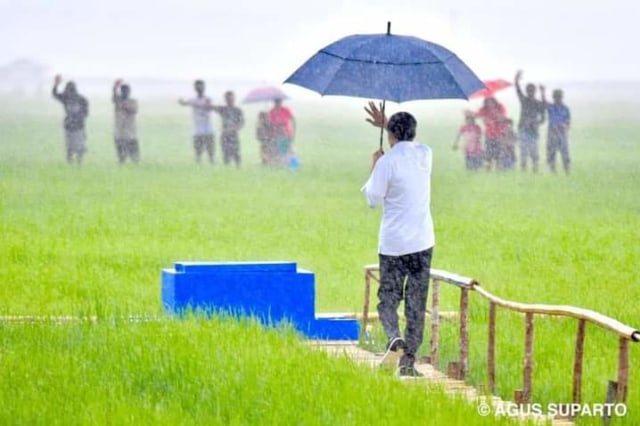 Video: Jokowi Menembus Hujan Petir Saat Blusukan ke Sawah di Sumba (55783)
