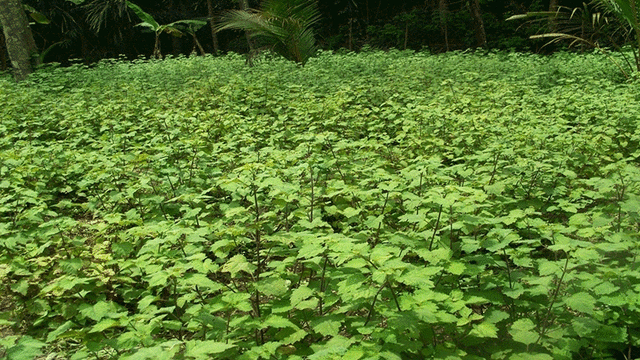 Harga Cabai Naik, Petani di Sulteng Malah Beralih Tanam Nilam (134485)