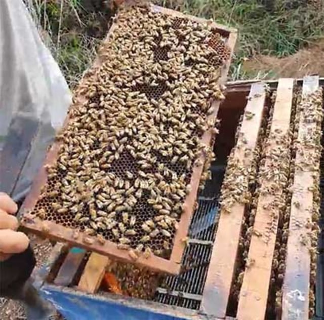 Agung Ayam Geprek Juara Temukan Bisnis Madu Saat Pandemi Covid 19 Kumparan Com