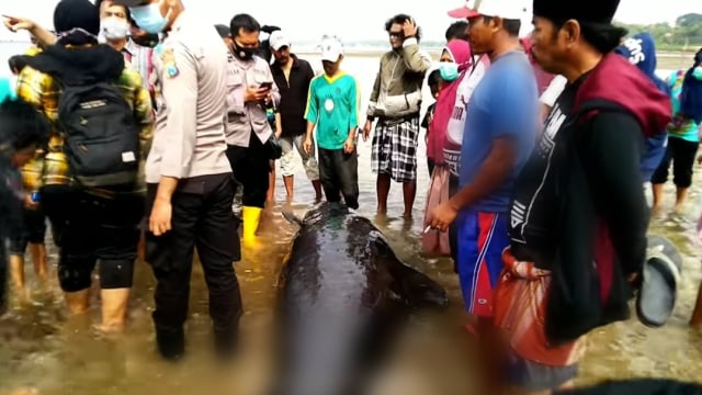 Peneliti Unair Ungkap Kematian 51 Ikan Paus di Bangkalan (3117)