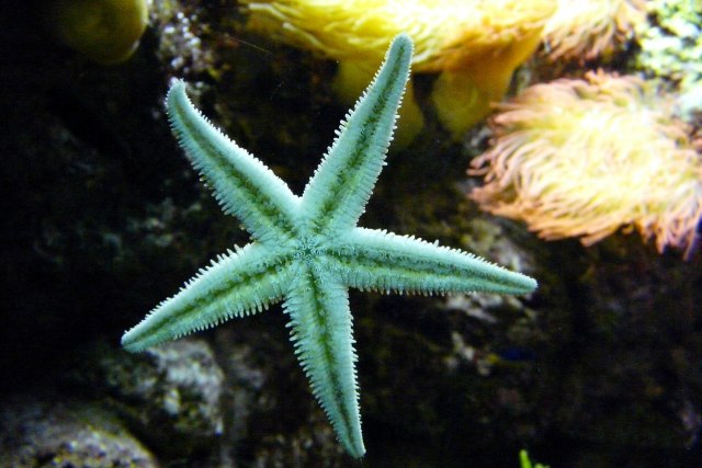  Ciri  ciri Echinodermata  dalam Ilmu Biologi dan 