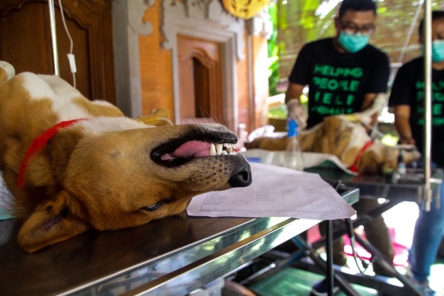 Seekor anjing yang siap menjalani vaksinasi rabies yang digelar Distan Denpasar, Bali - ZUL