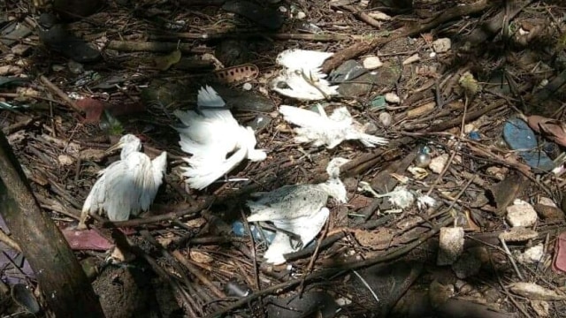 Penampakan puluhan burung kuntul kerbau yang mati masal secara mendadak di hutan mangrove, Bantul. Foto: Dokumen Karang Taruna Unit Keluarga Pemuda/Pemudi Baros (KP2B) Tirtohargo. 