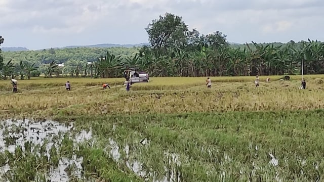 Ilustrasi: Petani di Bojonegoro saat panen padi (foto: dan/beritabojonegoro)