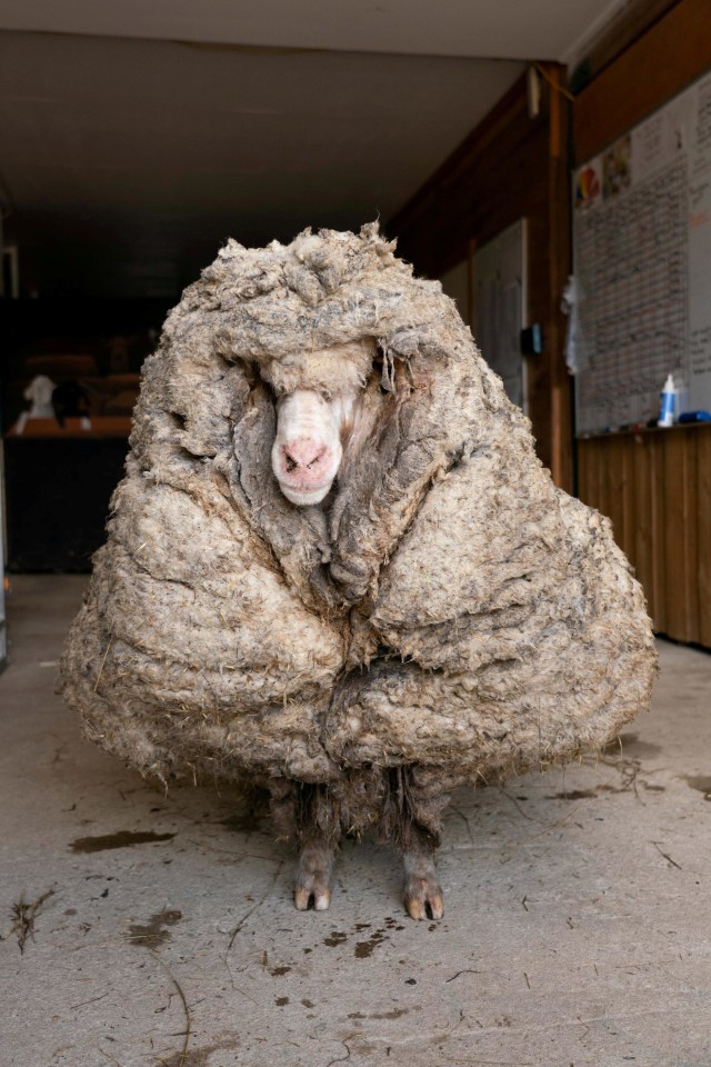 Baarack terlihat sebelum bulu wol tebalnya dicukur di Lancefield, Victoria, Australia. Foto: Edgar Mission/via REUTERS