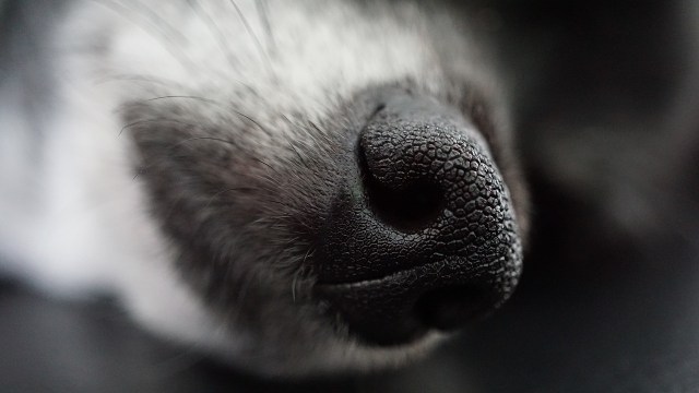 Alat pernapasan hewan anjing menggunakan hidung dan paru-paru. Foto: Pixabay