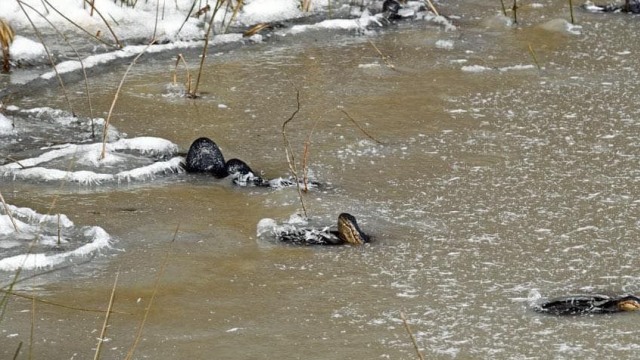 Sejumlah aligator tampak terjebak di danau yang membeku.  Foto: David Arbor/U.S. Forest Service