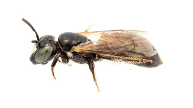 Lebah Pharohylaeus lactiferus. Foto: James Dorey/Flinders University