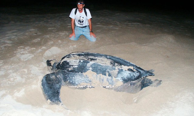 Penyu belimbing, kura-kura laut terbesar di dunia Foto: Tanya Peterson/WWF