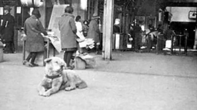 Hachiko yang tetap setia menunggu pemiliknya Profesor Ueno. | Wikimedia Commons