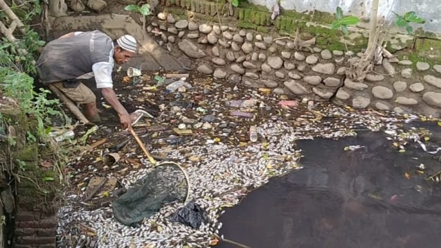 Warga Pekalongan kerja bakti membersihkan ribuan bangkai ikan dari sungai.  