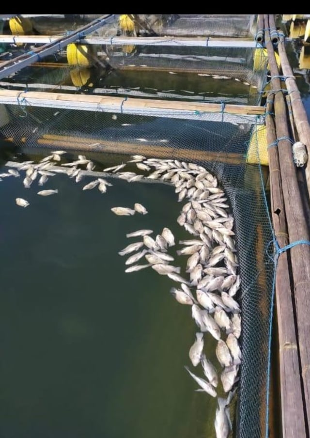 Ikan yang mati di keramba jaring apung di danau Batur, Kintamani, Bali - IST