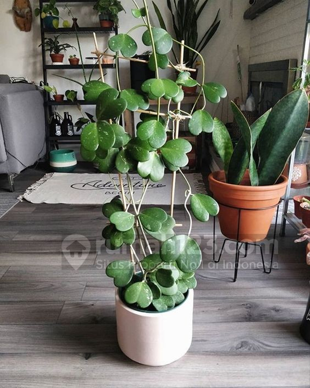 5 Tanaman Hias yang Sedang Populer. Bikin Rumah Tambah Cantik! (640172)