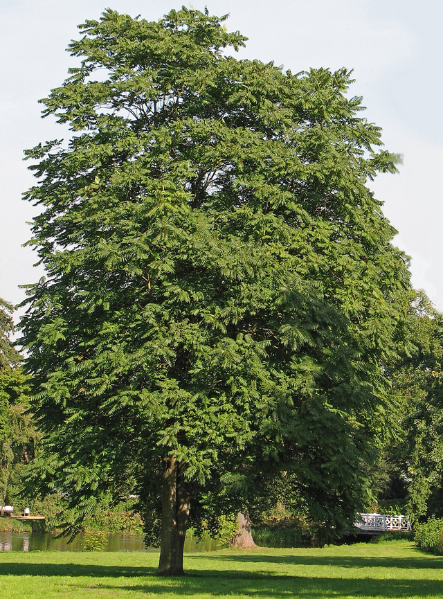Pohon surga yang juga dijuluki pohon neraka.  Foto: Wikimedia Commons
