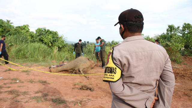 Seekor gajah Sumatera jantan ditemukan mati di Kabupaten Aceh Jaya, Jumat (5/3). Foto: Zahlul Akbar