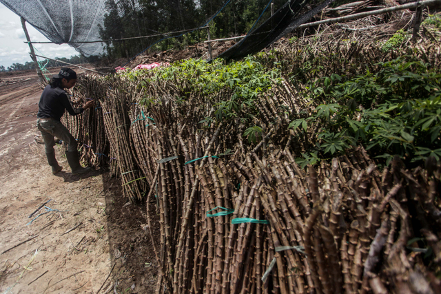 Petani menata bibit singkong areal lumbung pangan nasional 'food estate' di Tewai Baru, Kabupaten Gunung Mas, Kalimantan Tengah. Foto: Makna Zaezar/Antara Foto