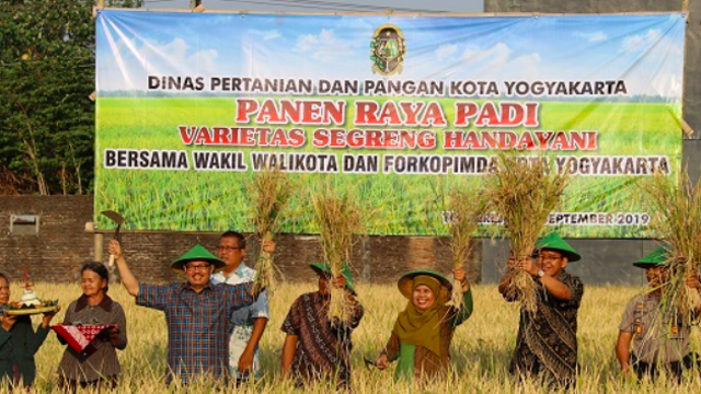 Ilustrasi panen padi segreng handayani. Foto: Dokumen BPTP Yogya