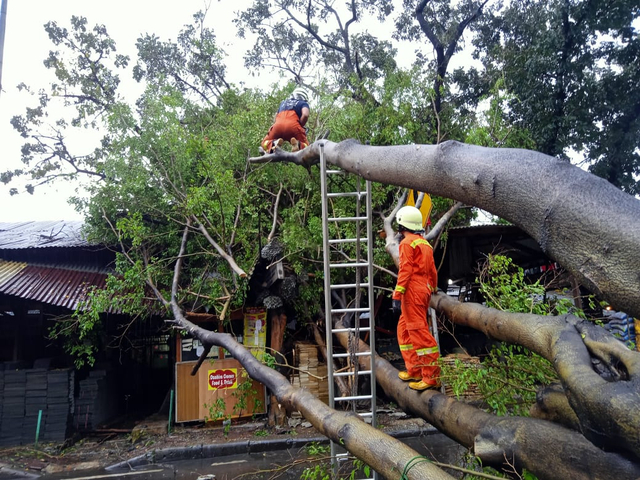 Kabar Baik! Mobil Tertimpa Pohon Tumbang, Bisa Diklaim ke Asuransi (853628)