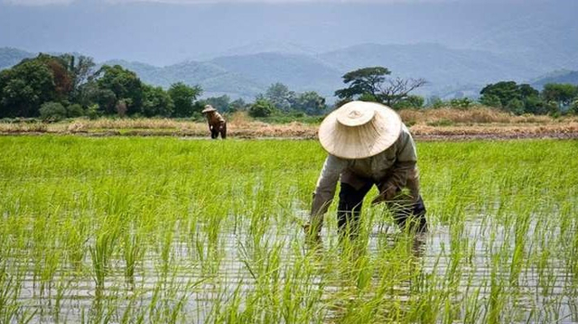 Ilustrasi petani. Foto: pertanianku.com