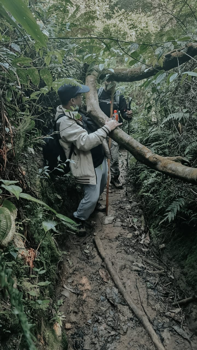 Suasana jalur hiking di Kawah Ratu Gunung Salak Bogor. Foto:  istimewa