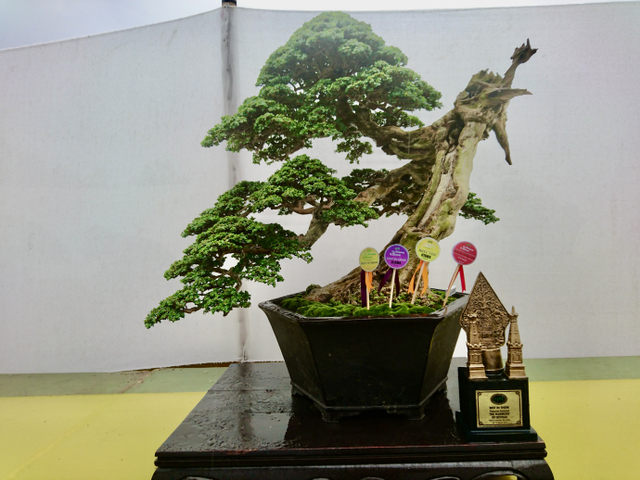 Bonsai pohon kimeng senilai Rp 2,5 miliar. Foto: Widi Erha Pradana.