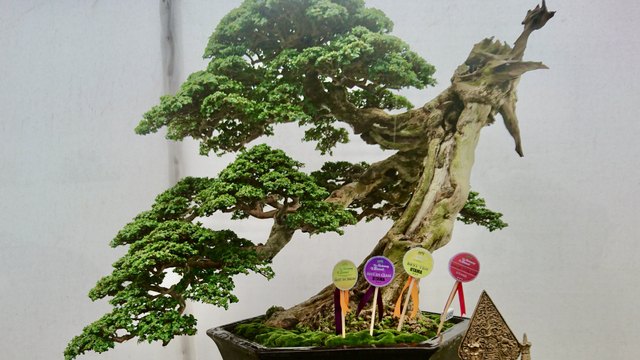 Bonsai pohon sancang senilai Rp 2,5 miliar. Foto: Widi Erha Pradana.
