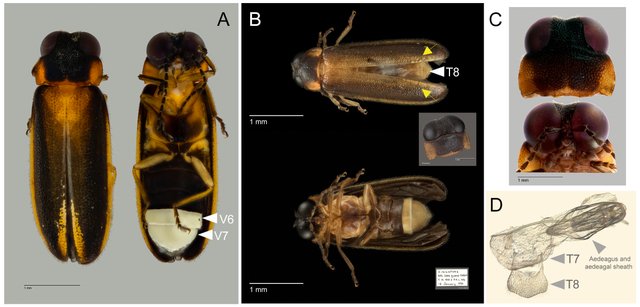 Kunang-kunang Singapura (Luciola singapura). Foto: Wan et al/National University of Singapore