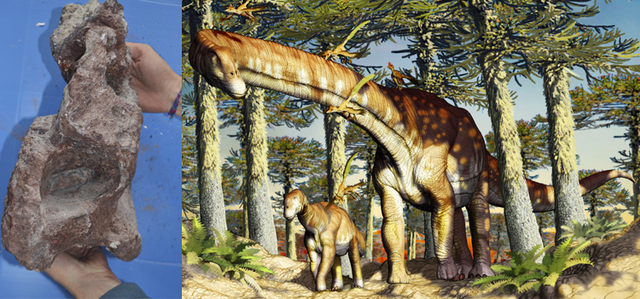 Fosil ekor anterior Ninjatitan zapatai dan ilustrasi yang dibuat pada spesies baru ini oleh ahli paleoartis Jorge González. Foto: Universidad Nacional de La Matanza
