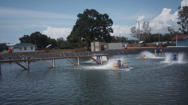 Tambak Udang Parigi Moutong. Foto: Diskominfo Parimo