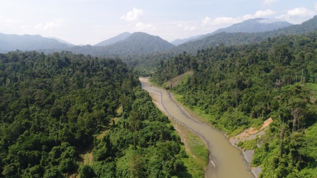 Ilustrasi kawasan hutan di Gayo Lues. Foto: acehkini 