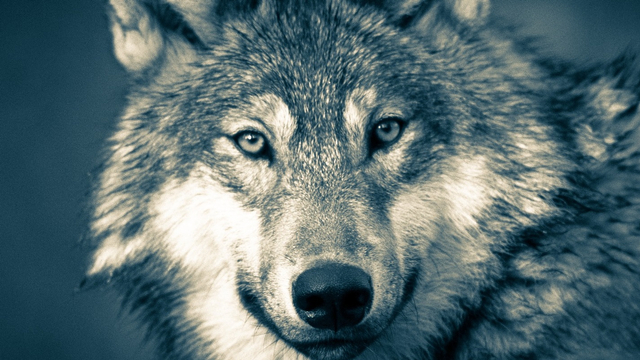 Ilustrasi serigala abu-abu. Foto: Pixabay