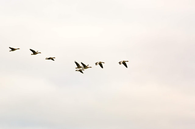 Perbedaan hewan aves dan unggas. Sumber foto : pexels/FahadAlAni