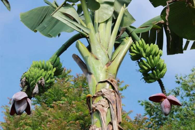 Pohon pisang berbuah dua tandan di Nagari Gadut, Kecamatan Tilatang Kamang, Kabupeten Agam, Sumatera Barat. Foto: ist