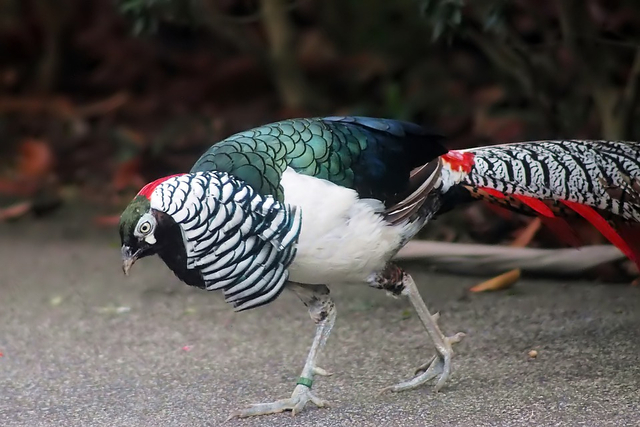 Burung Lady Amherst. Foto: Wikimedia Commons