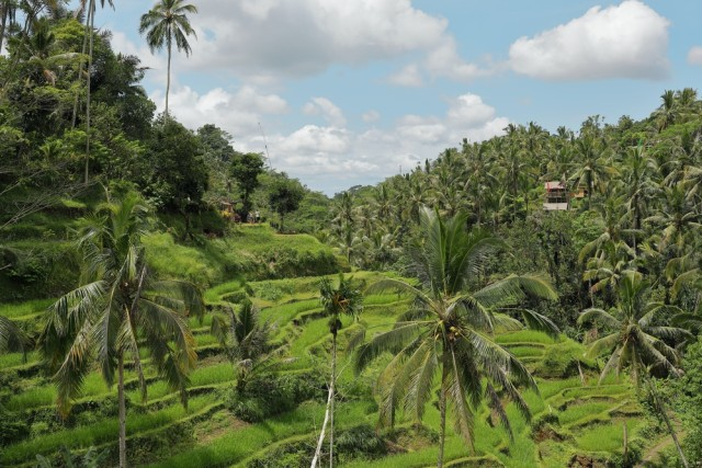 Kearifan Lokal Pengertian, CiriCiri, Fungsi, dan Bentuknya di