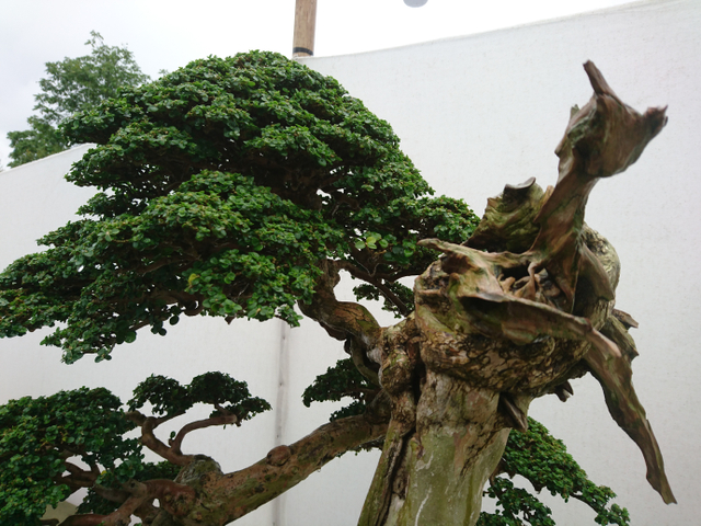 Mengenal Pohon Sancang yang Bisa Dijadikan Bonsai Seharga Miliar (281339)